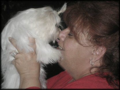 Maltese show dogs